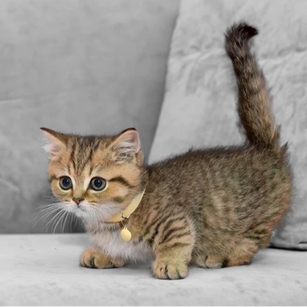 Kullanici Avatari